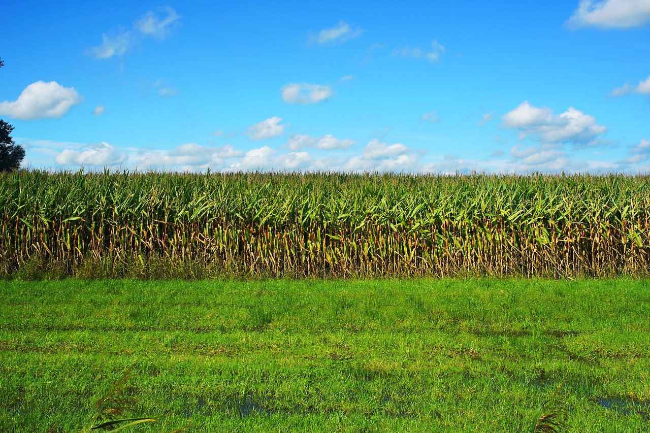 Kukurūzai, Kukurūzų Laukas, Vasaros Pabaigoje, Žemdirbystė, Augalas, Kukurūzų Burbuolės, Pašariniai Kukurūzai, Kukurūzų Augalai, Maistas, Derlius