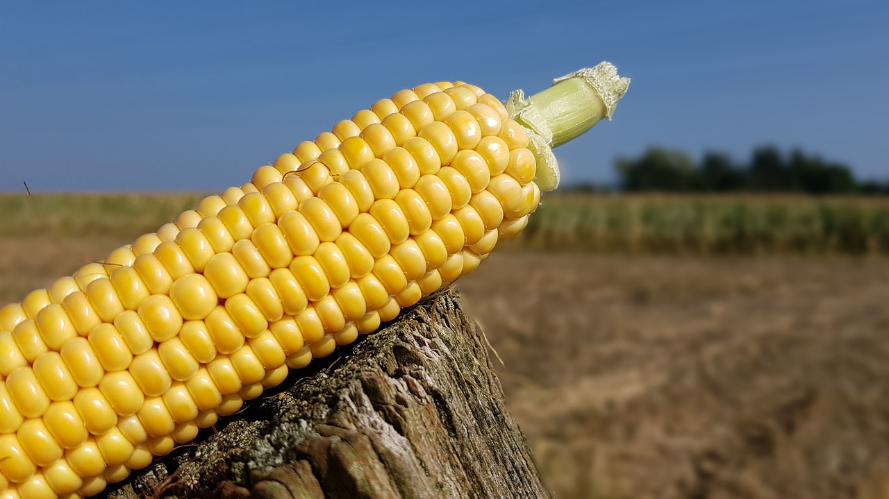 Kukurūzai, Kukurūzų Burbuolės, Kukurūzų Derlius, Kukurūzų Augalas, Padėka, Kukurūzų Laukas, Gamta, Žemės Ūkio Gamykla, Pašariniai Augalai, Maistas