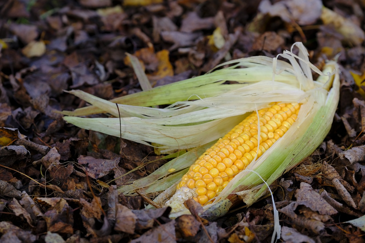 Kukurūzai, Kukurūzų Burbuolės, Maistas, Ruduo, Lapai, Grūdai, Grūdai, Nemokamos Nuotraukos,  Nemokama Licenzija