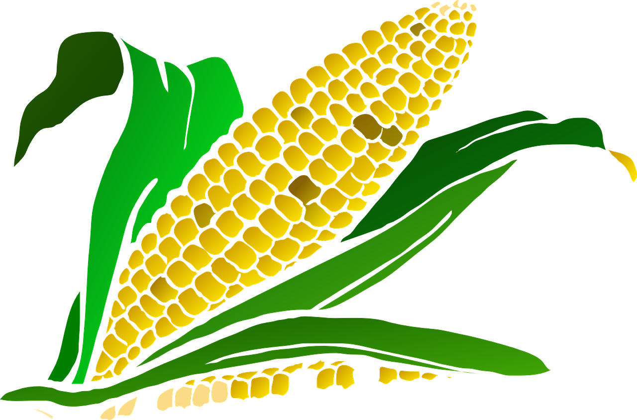 Kukurūzai, Maistas, Kukurūzai, Augalas, Žemdirbystė, Pasėlių, Nemokama Vektorinė Grafika, Nemokamos Nuotraukos,  Nemokama Licenzija