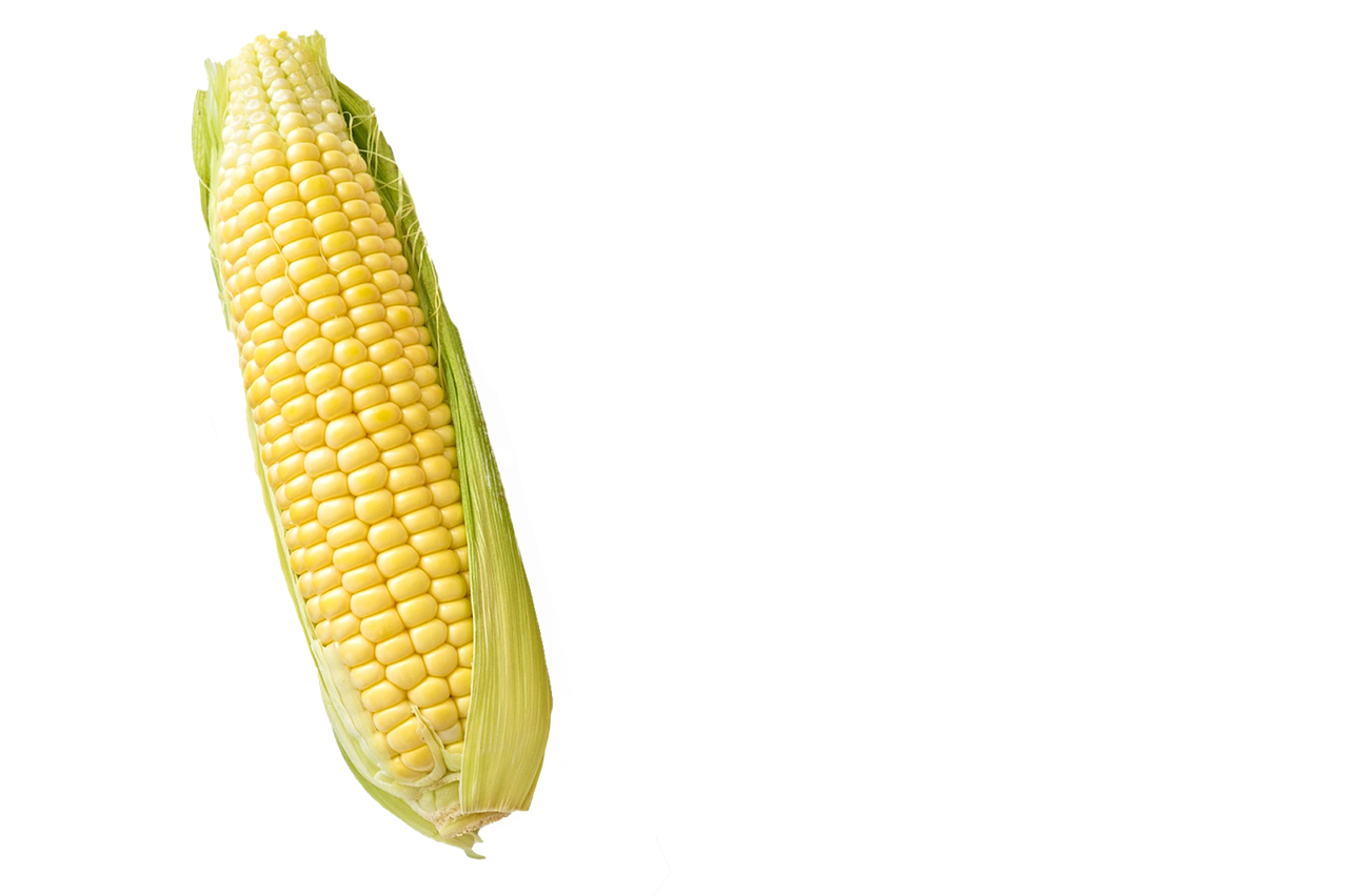 Kukurūzų,  Kukurūzų,  Išskiriamas,  Baltos Spalvos,  Fonas,  Maisto,  Žemdirbystė,  Derlius,  Daržovių,  Augalų