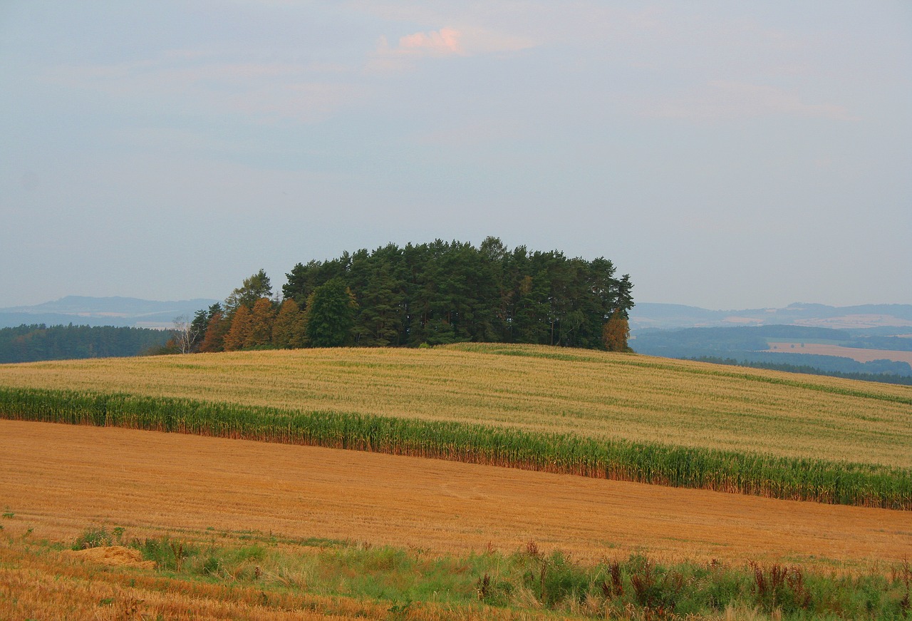 Kukurūzų,  Laukas,  Čekija,  Pobūdį,  Augalų,  Miškas,  Kraštovaizdis,  Hill,  Dangus, Nemokamos Nuotraukos