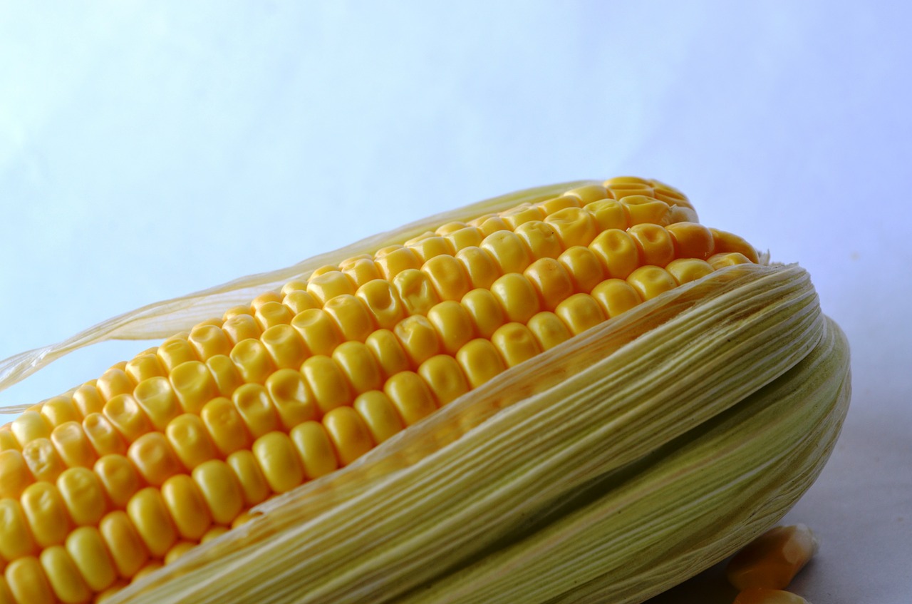 Kukurūzai, Kukurūzai, Daržovės, Grūdai, Ekologiškas, Derlius, Mityba, Vegetariškas, Pasėlių, Cukriniai Kukurūzai