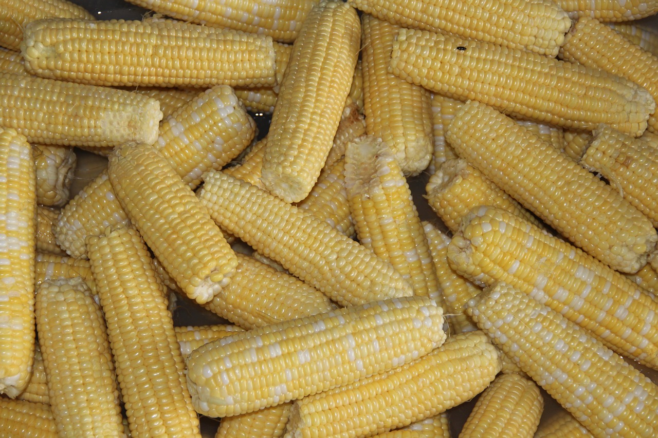 Kukurūzai, Saldžiosios Kukurūzai, Išsaugojimas, Užšaldymas, Maistas, Konservavimas, Nemokamos Nuotraukos,  Nemokama Licenzija