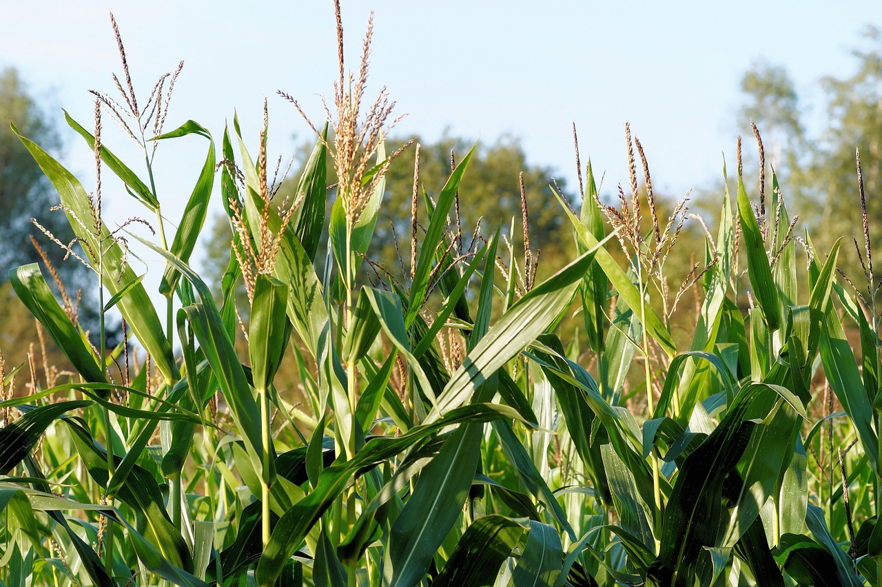 Kukurūzai, Kukurūzų Laukas, Augalas, Pašariniai Augalai, Biologinės Dujos, Žemdirbystė, Žalias, Idilija, Pašariniai Kukurūzai, Nemokamos Nuotraukos