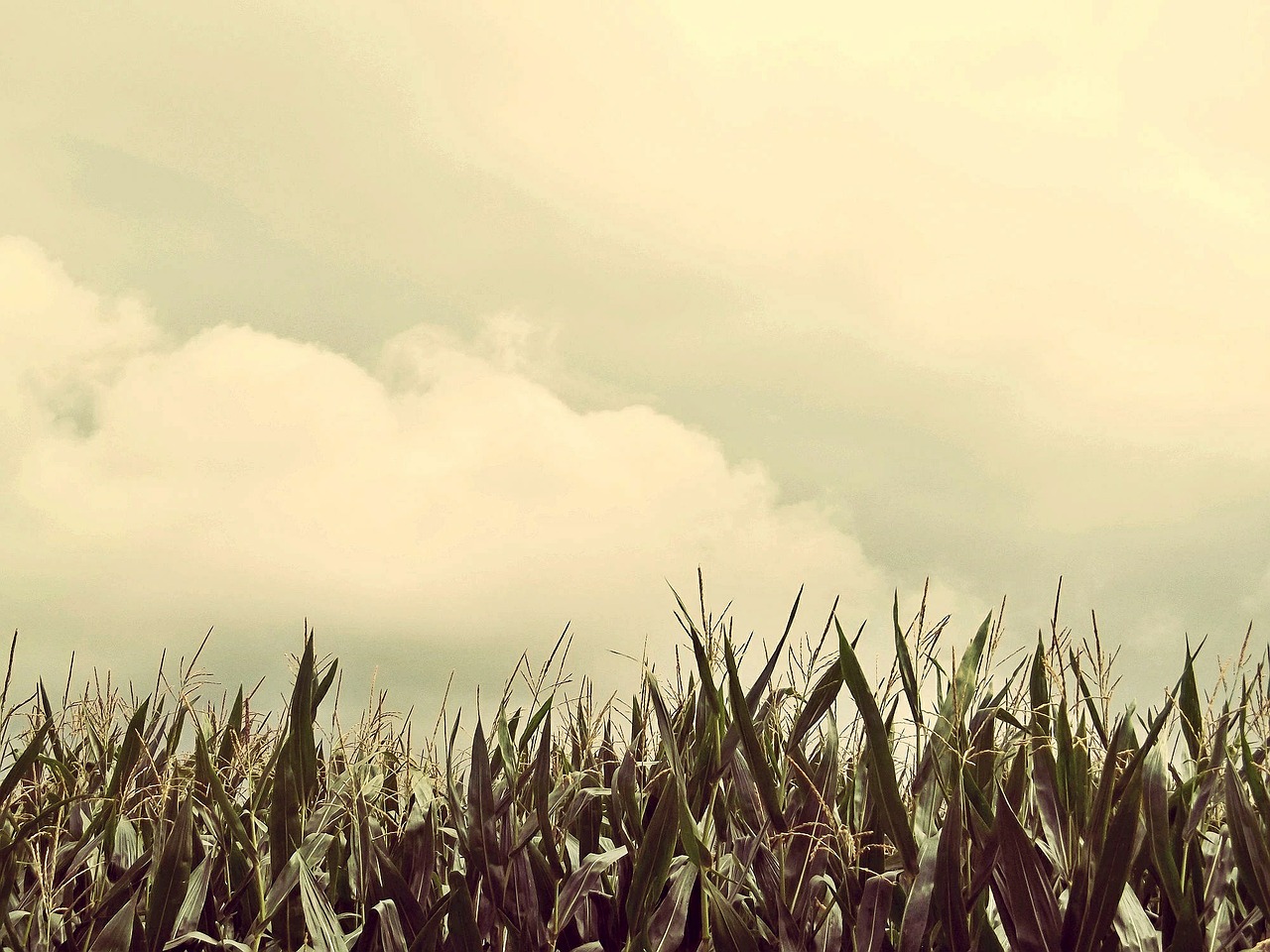 Kukurūzai, Laukas, Kukurūzų Laukas, Žemdirbystė, Kukurūzų Burbuolės, Vasara, Kraštovaizdis, Augalas, Dangus, Žalias