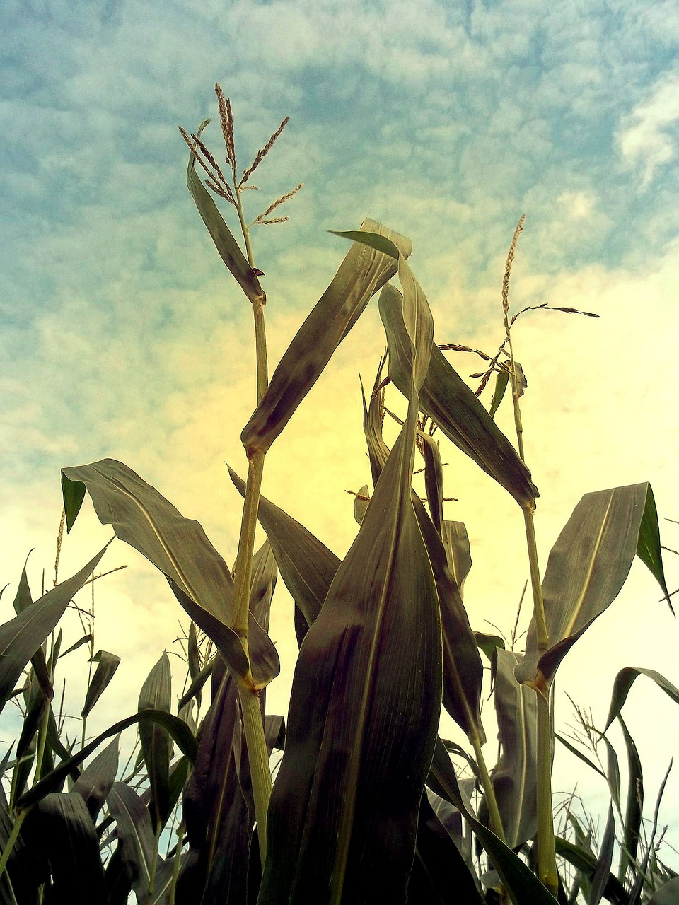 Kukurūzai, Kukurūzų Laukas, Auginimas, Žemdirbystė, Laukas, Pašariniai Kukurūzai, Kukurūzų Burbuolės, Augalas, Žalias, Vasaros Pabaigoje