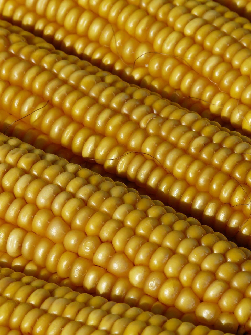Kukurūzai, Kukurūzų Burbuolės, Kukurūzų Grūdai, Augalas, Geltona, Auksinis, Gaudy, Zea Mays, Kukurūzų Kultūra, Kukuruz