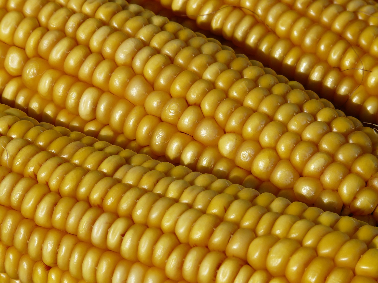 Kukurūzai, Kukurūzų Burbuolės, Kukurūzų Grūdai, Augalas, Geltona, Auksinis, Gaudy, Zea Mays, Kukurūzų Kultūra, Kukuruz