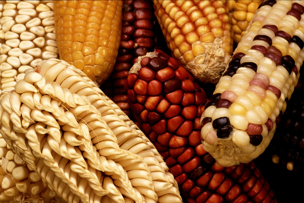 Kukurūzai, Kukurūzų Burbuolės, Derlius, Daržovės, Jėga, Saldžiosios Kukurūzai, Genetiškai Modifikuoti Kukurūzai, Genų Produktai, Poaceae, Žolė