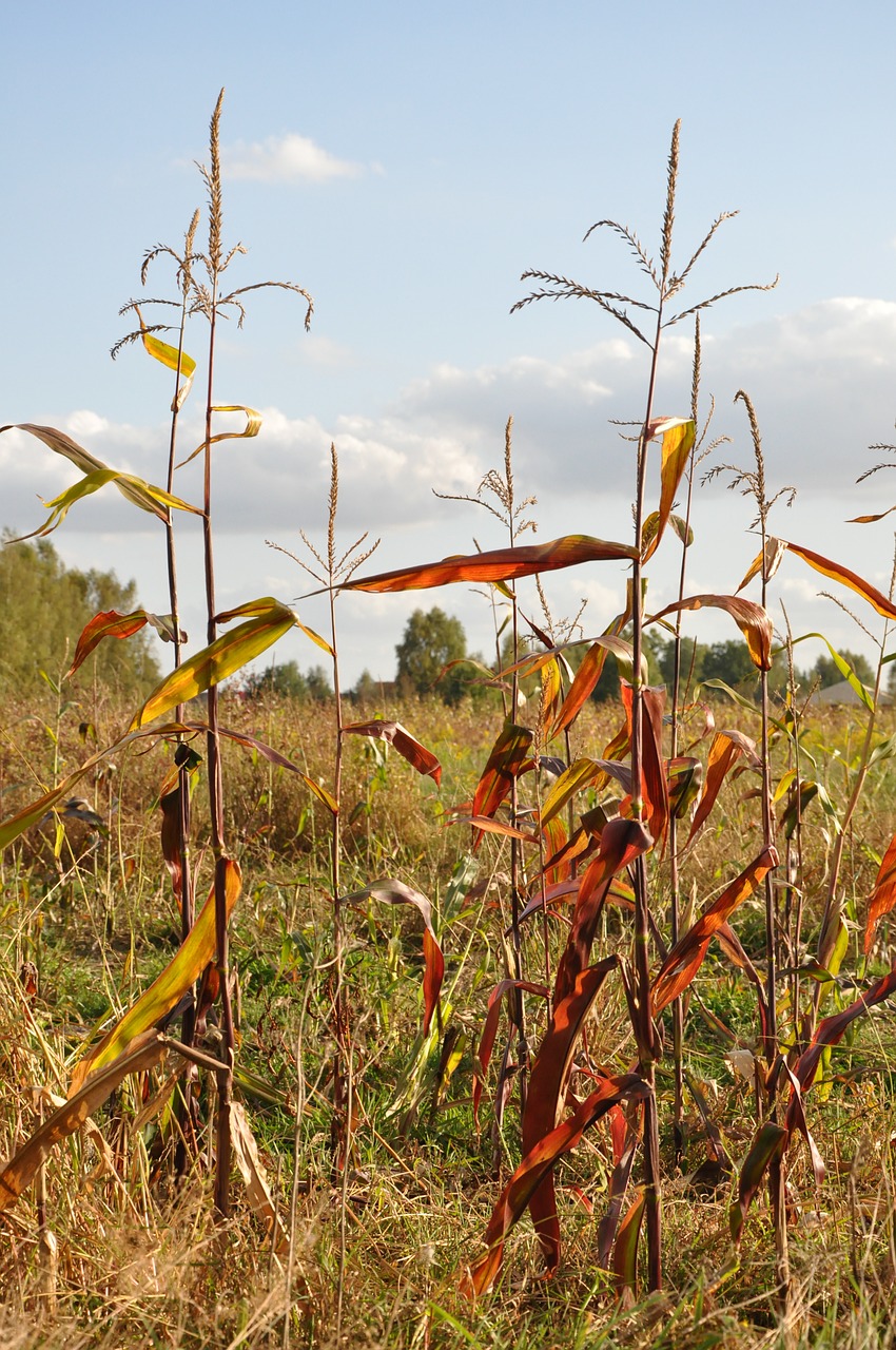 Kukurūzai, Rudens Laukas, Pieva, Eime, Kampinos, Leidžia Eiti Kampinowska, Leszno, Lenkija, Nemokamos Nuotraukos,  Nemokama Licenzija