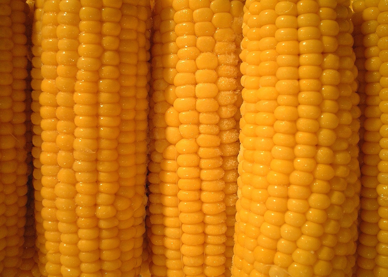Kukurūzai,  Kukurūzų Burbuolės,  Daržovės, Nemokamos Nuotraukos,  Nemokama Licenzija