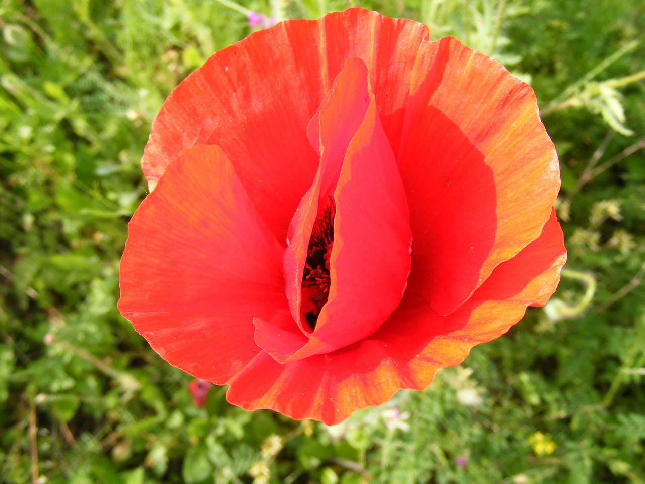 Kukurūzai, Laukas, Gėlė, Papaver, Aguona, Papaveraceae, Rhoeas, Laukiniai, Augalai, Pavasaris