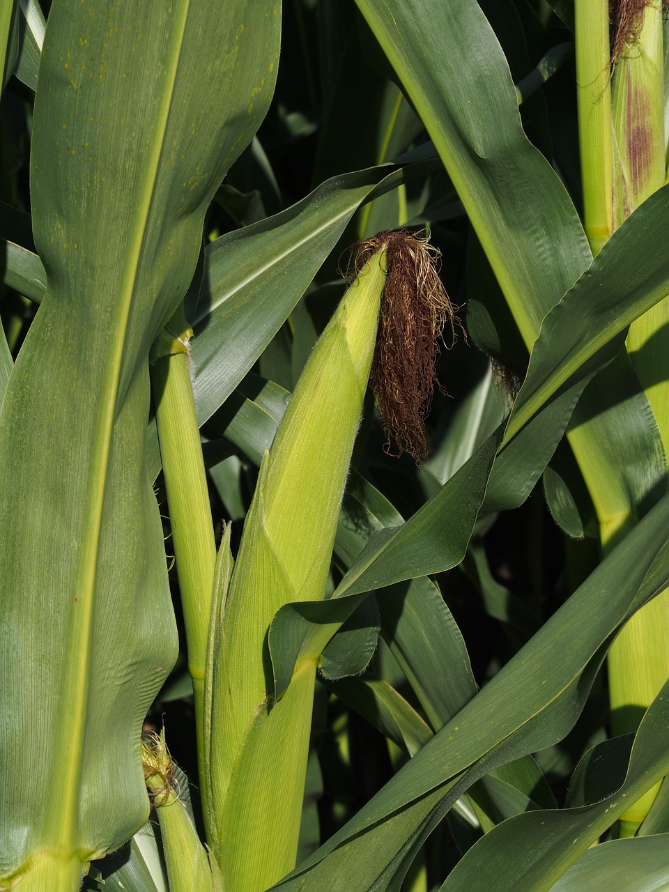 Kukurūzai, Augalas, Kukurūzų Burbuolės, Auginimas, Kukurūzų Laukas, Kukurūzų Lapai, Panicle, Žalias, Kukurūzų Kultūra, Maistas