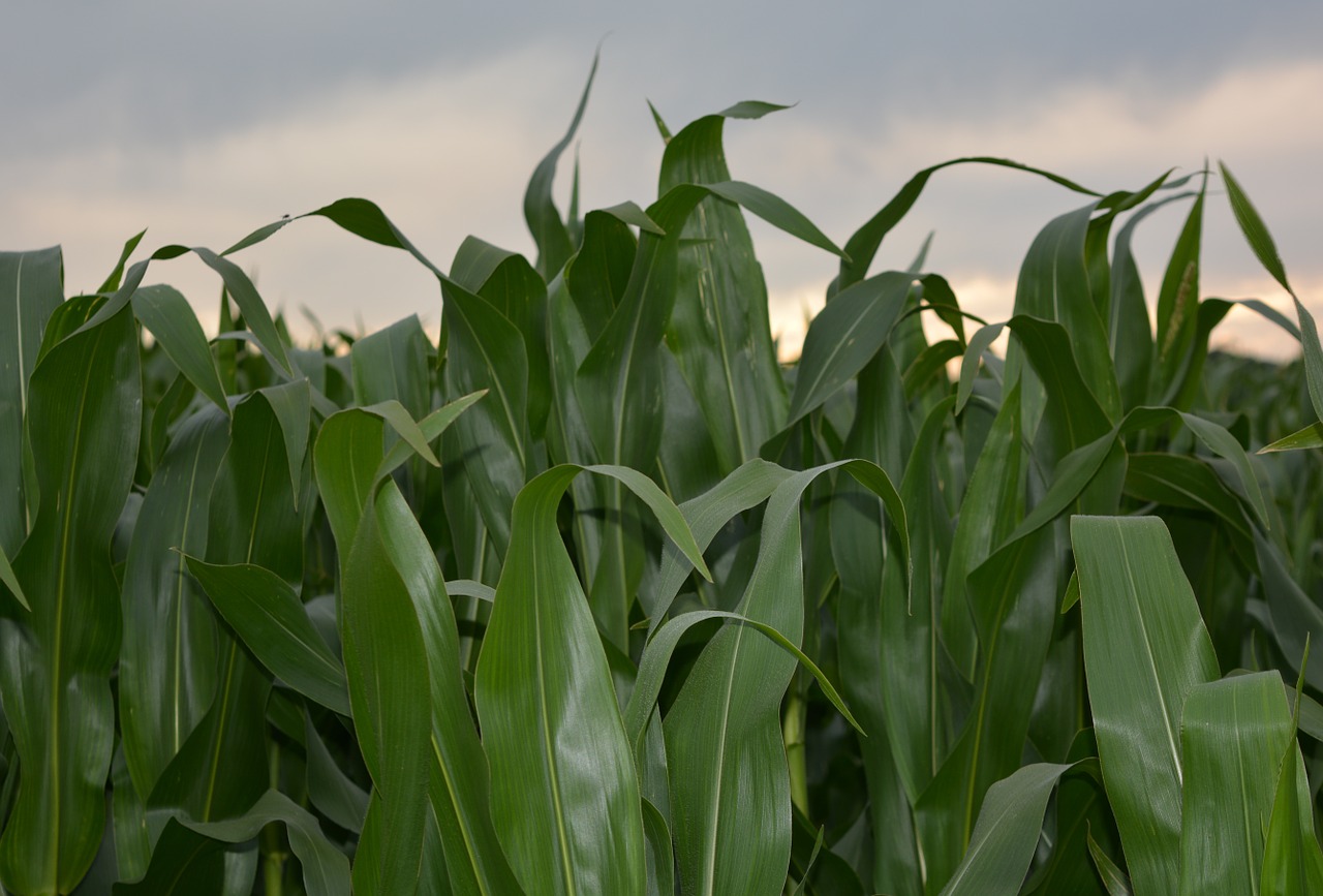 Kukurūzai, Kukurūzų Laukas, Žemdirbystė, Augalas, Ūkis, Pasėlių, Žalias, Ūkininkavimas, Ūkių Laukas, Laukas