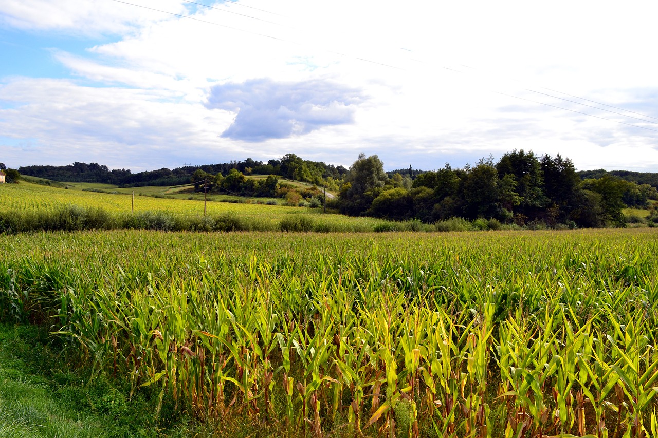 Kukurūzų Laukas, Laukai, Žemdirbystė, Gamta, Kraštovaizdis, Laukas, Dordogne, France, Nemokamos Nuotraukos,  Nemokama Licenzija