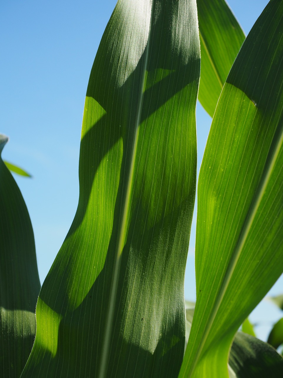 Kukurūzų Lapai, Kukurūzai, Kukurūzų Laukas, Žalias, Laukas, Žemdirbystė, Pašariniai Kukurūzai, Grūdai, Maistas, Naminių Gyvūnėlių Maistas