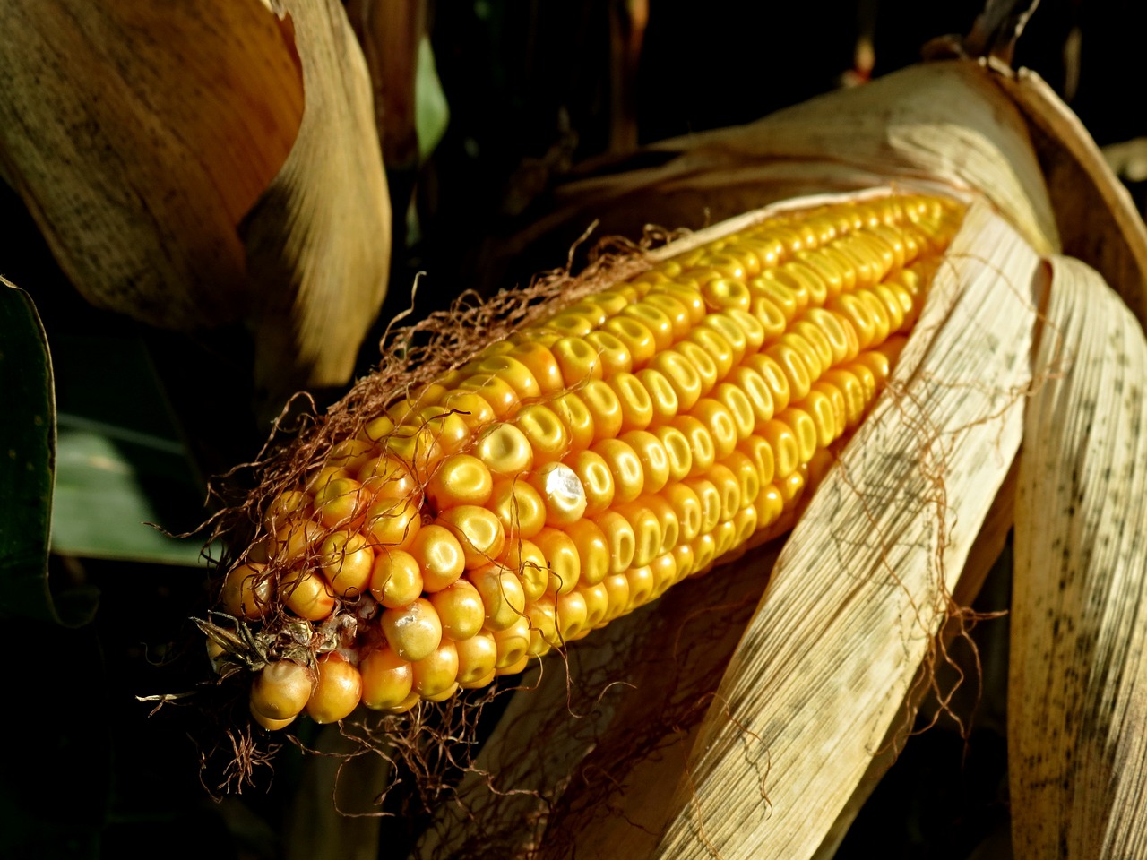 Kukurūzų Burbuolės, Pašariniai Kukurūzai, Laukas, Kukurūzai, Augalas, Maistas, Kukurūzų Laukas, Grūdai, Žemdirbystė, Kukurūzų Grūdai