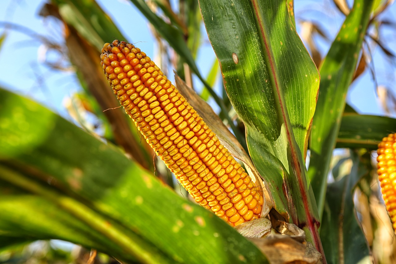 Kukurūzų Burbuolės, Gamta, Pasėlių, Nemokamos Nuotraukos,  Nemokama Licenzija