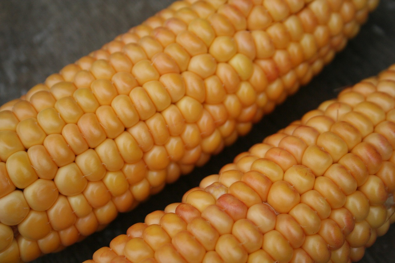 Kukurūzų Burbuolės, Kukurūzai, Auksas, Oranžinė, Geltona, Gamta, Daržovių Maizės, Grūdai, Saldžiosios Kukurūzai, Kukurūzų Grūdai