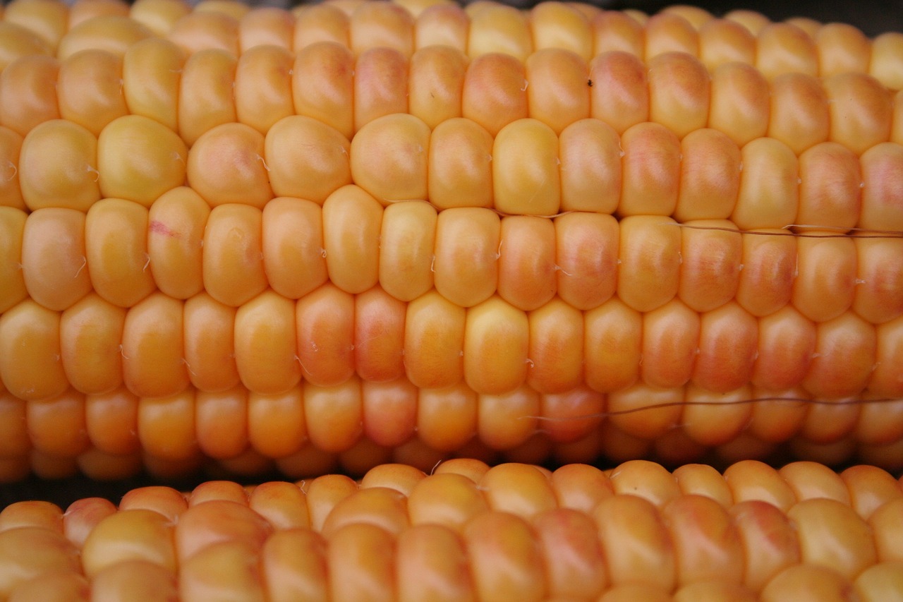 Kukurūzų Burbuolės, Kukurūzai, Auksas, Oranžinė, Geltona, Gamta, Daržovių Maizės, Grūdai, Saldžiosios Kukurūzai, Kukurūzų Grūdai