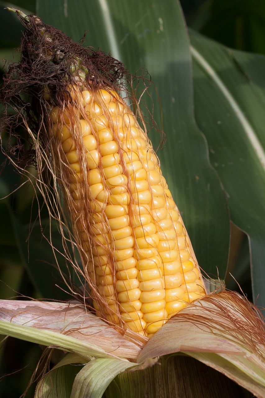 Kukurūzų Burbuolės, Kukurūzai, Zea Mays, Grūdai, Maistas, Ruduo, Kukuruz, Kukurūzų Kultūra, Prinokę, Viešas Įrašas