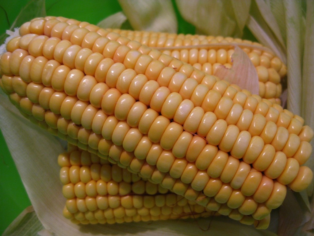 Kukurūzų Burbuolės, Kukurūzai, Saldžiosios Kukurūzai, Maistas, Augalas, Daržovės, Žuvis, Kukurūzų Grūdai, Jėga, Pašariniai Kukurūzai