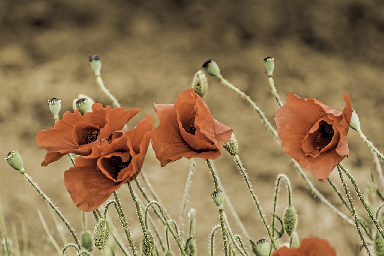 Kukurūzų Aguonka, Papaver Somniferum, Laukiniai Aguonai, Maky, Gėlė, Gėlės, Lauko Gėlės, Laukas, Gamta, Nemokamos Nuotraukos