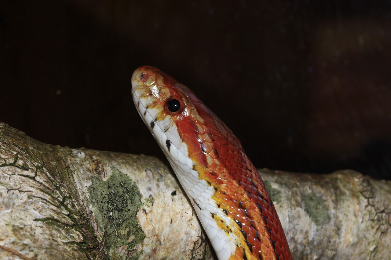 Kukurūzų Gyvatė, Pantherophis Guttatus, Ne Toksiškas, Akis, Portretas, Gyvūnas, Ropliai, Elegantiškas, Grožis, Uždaryti