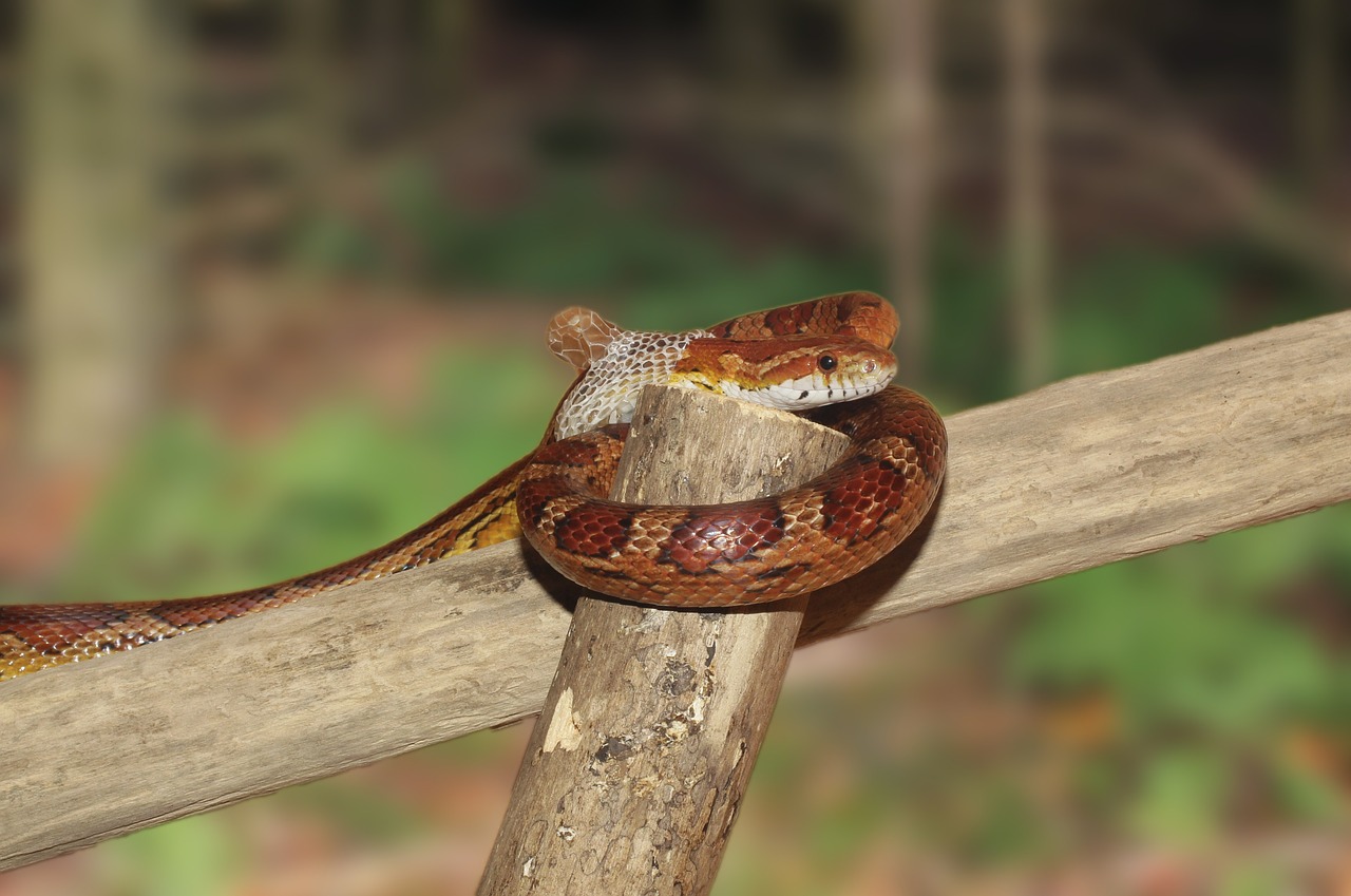 Kukurūzų Gyvatė, Gyvatė, Odinimas, Pantherophis Guttatusschlange, Terraristik, Skalė, Ropliai, Terariumas, Padaras, Constrictor