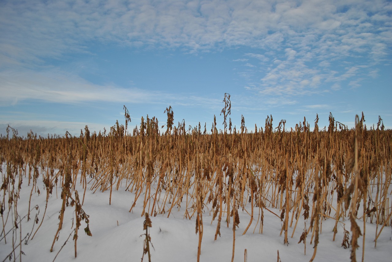 Kukurūzų Laukas, Žiema, Laukas, Sniegas, Kraštovaizdis, Nemokamos Nuotraukos,  Nemokama Licenzija