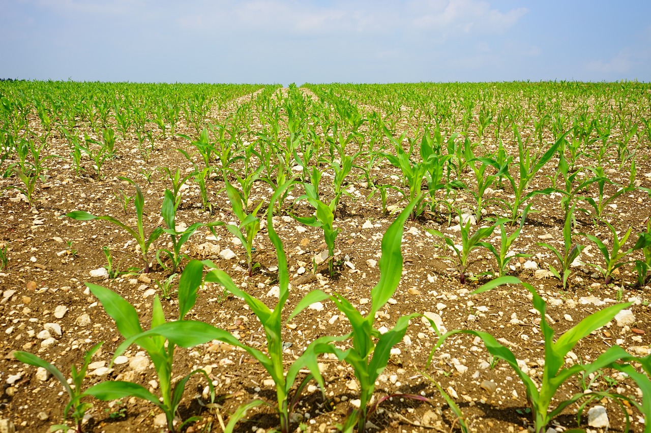 Kukurūzų Laukas, Kukurūzai, Laukas, Ariamasis, Jauni Augalai, Frisch, Žemdirbystė, Pasėliai, Maistas, Pašariniai Kukurūzai