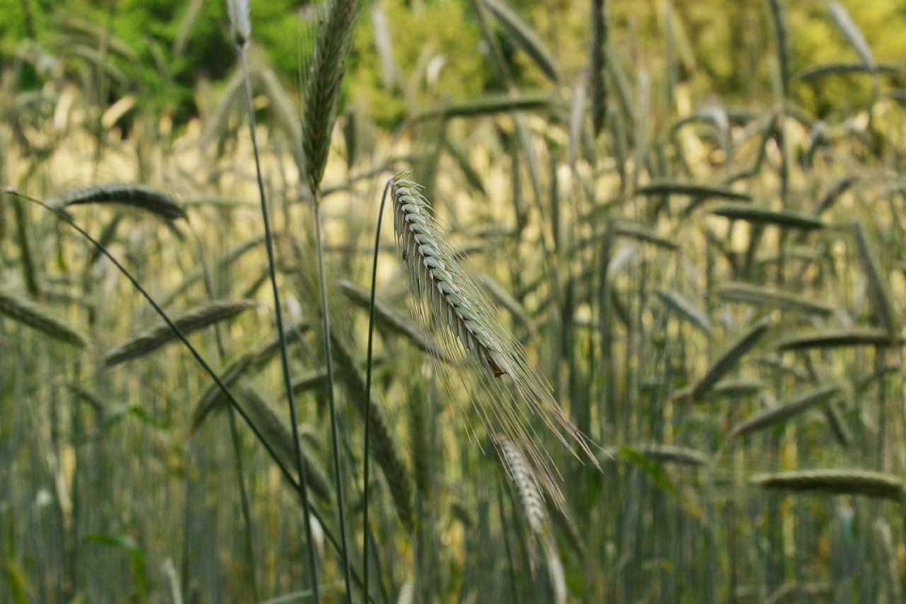 Kukurūzų Laukas, Grūdai, Laukas, Vasara, Spiglys, Grūdai, Nemokamos Nuotraukos,  Nemokama Licenzija