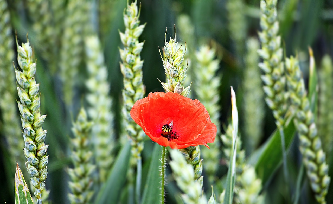 Kukurūzų Laukas, Aguona, Gėlė, Grūdai, Raudona, Rugių Laukas, Mohngewaechs, Žemdirbystė, Vasara, Klatschmohn