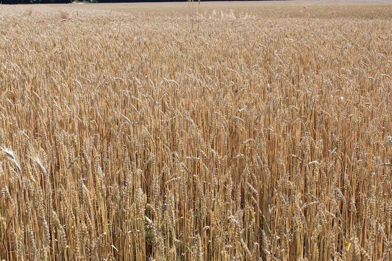 Kukurūzų Laukas, Kvieciai, Grūdai, Rugių Laukas, Nemokamos Nuotraukos,  Nemokama Licenzija