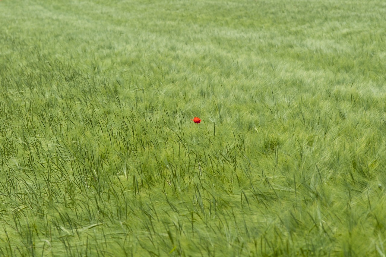 Kukurūzų Laukas, Aguona, Klatschmohn, Gamta, Grūdai, Vasara, Nemokamos Nuotraukos,  Nemokama Licenzija