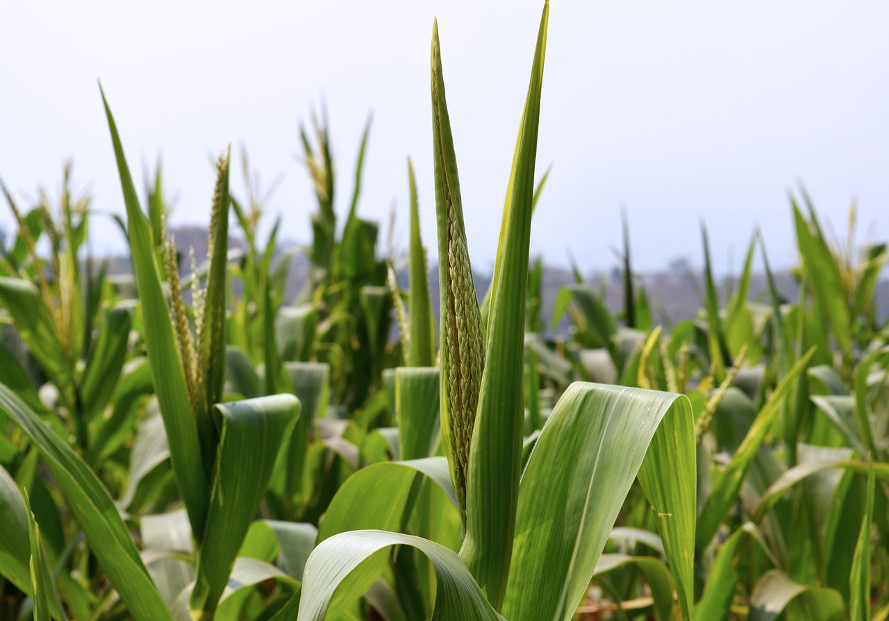 Kukurūzų Laukas, Augalas, Žemdirbystė, Žalias, Ūkininkavimas, Žemės Ūkio, Auga, Augti, Ekologiškas, Šviežias