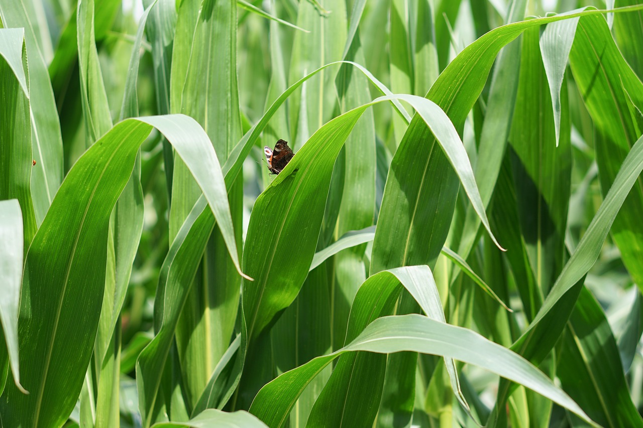 Kukurūzų Laukas, Kukurūzai, Kukurūzų Auginimas, Žemdirbystė, Laukas, Laukai, Ariamasis, Bauer, Ūkis, Derlius