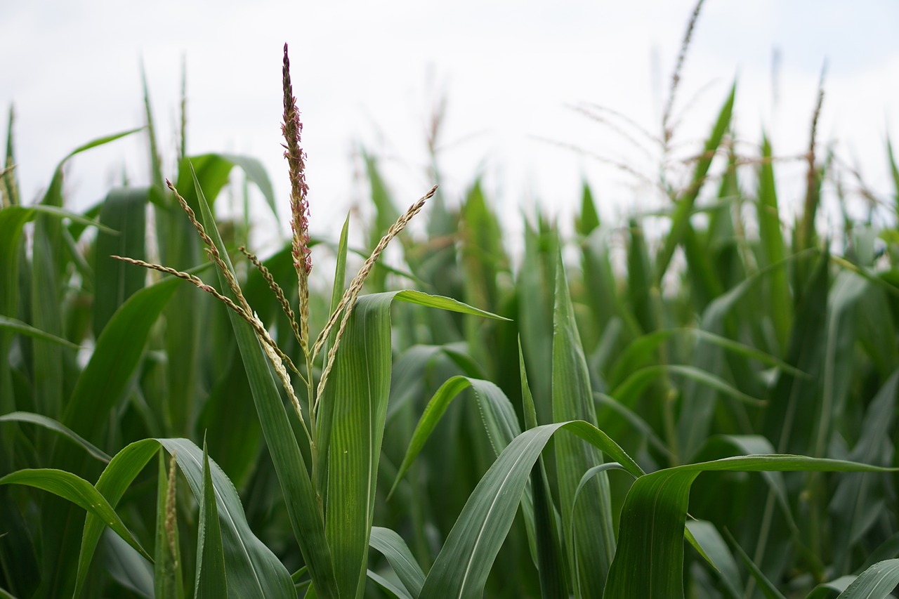 Kukurūzų Laukas, Kukurūzai, Kukurūzų Auginimas, Žemdirbystė, Laukas, Laukai, Ariamasis, Bauer, Ūkis, Derlius