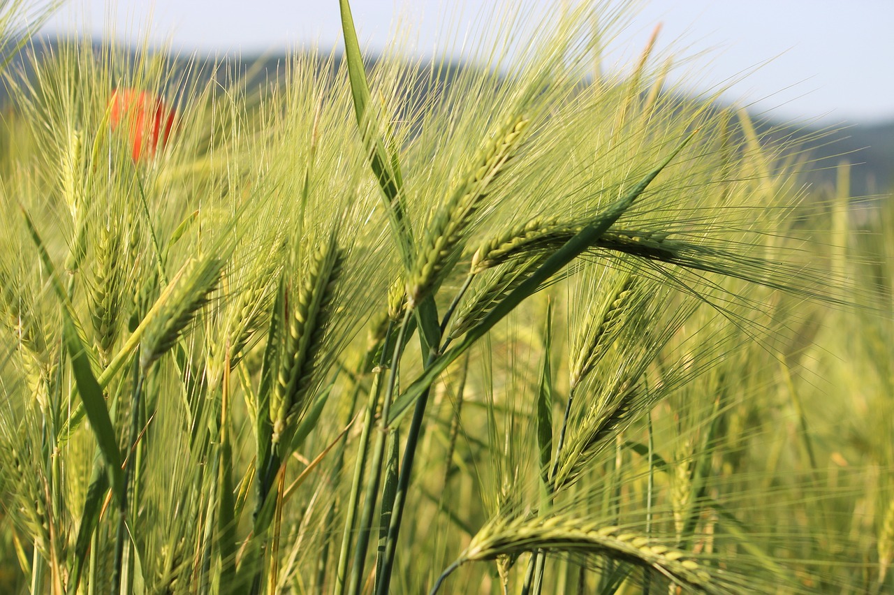 Kukurūzų Laukas, Kvieciai, Žalias, Grūdai, Laukas, Gamta, Ausis, Nemokamos Nuotraukos,  Nemokama Licenzija