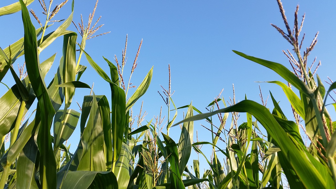 Kukurūzų Laukas, Monokultūra, Kraštovaizdis, Žemdirbystė, Kukurūzų Laukai, Laukas, Kukurūzai, Kukurūzų Augalai, Ariamasis, Pasėliai