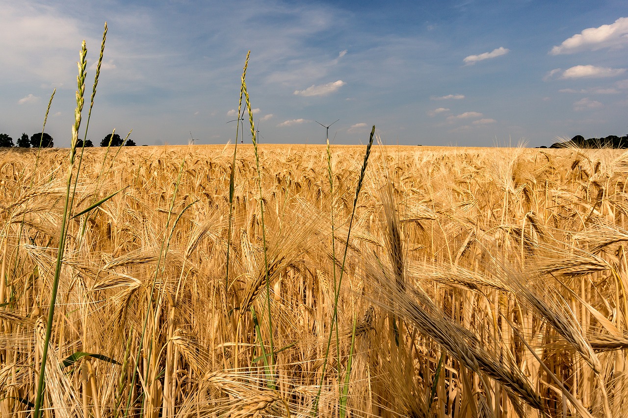 Kukurūzų Laukas, Vasara, Gamta, Žemdirbystė, Nemokamos Nuotraukos,  Nemokama Licenzija