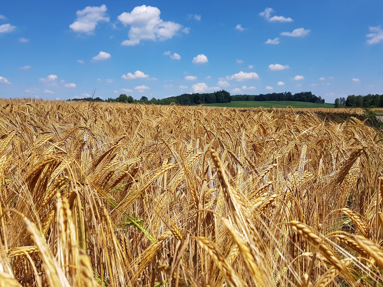 Niva,  Laukas,  Pobūdį,  Vasara,  Maisto Produktas,  Grūdų,  Ausies,  Miežiai,  Grūdai,  Infructescence