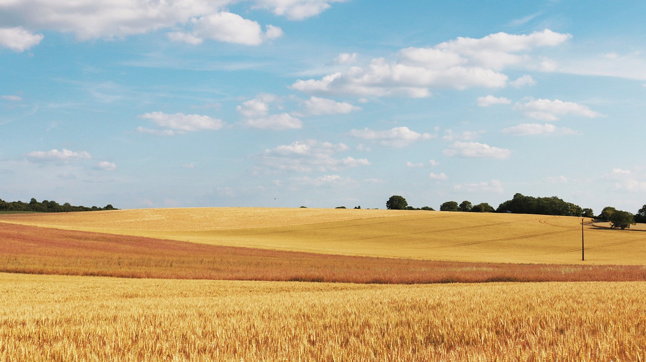 Kukurūzų Laukas, Kviečių Laukai, Laukas, Kvieciai, Žemdirbystė, Grūdai, Debesis, Kaimas, Kraštovaizdis, Dangus