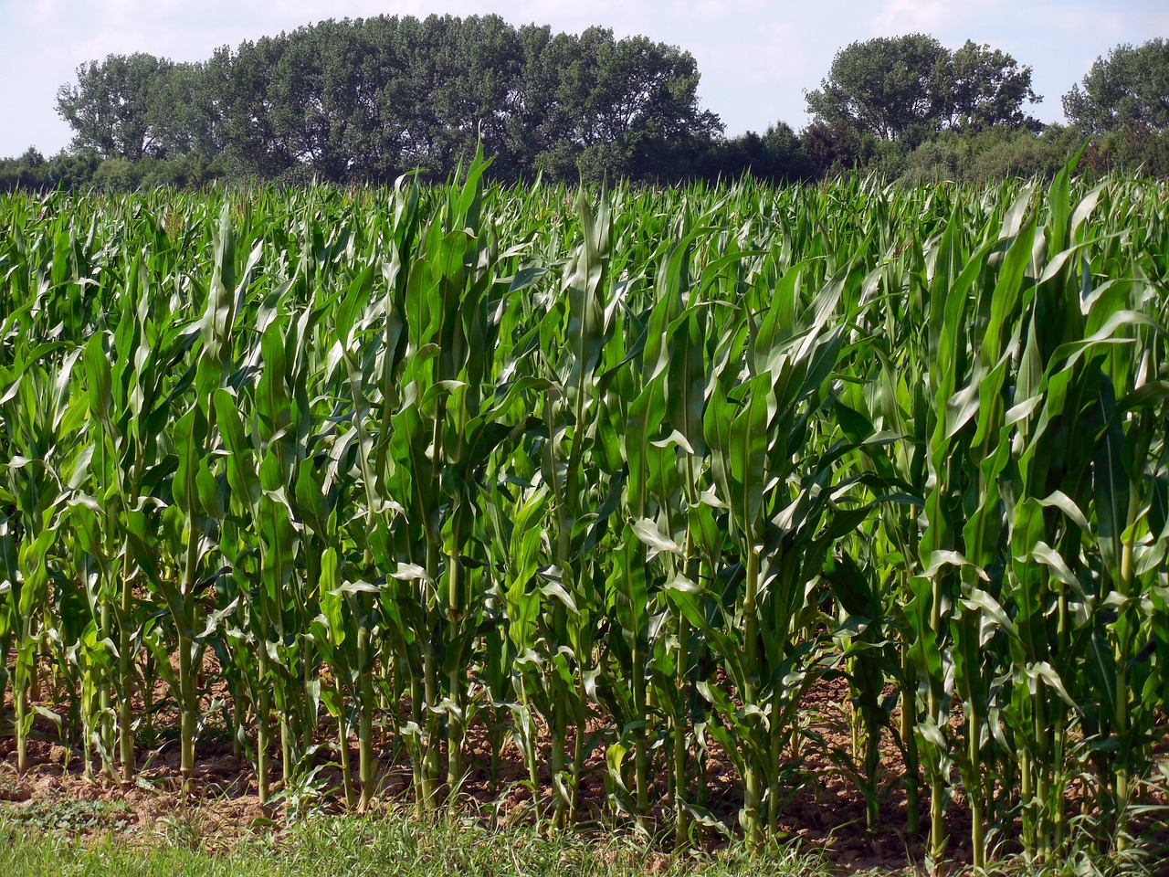 Kukurūzų Laukas, Kukurūzai, Laukas, Žemdirbystė, Kukurūzų Burbuolės, Derlius, Ariamasis, Kukurūzų Augalai, Nemokamos Nuotraukos,  Nemokama Licenzija