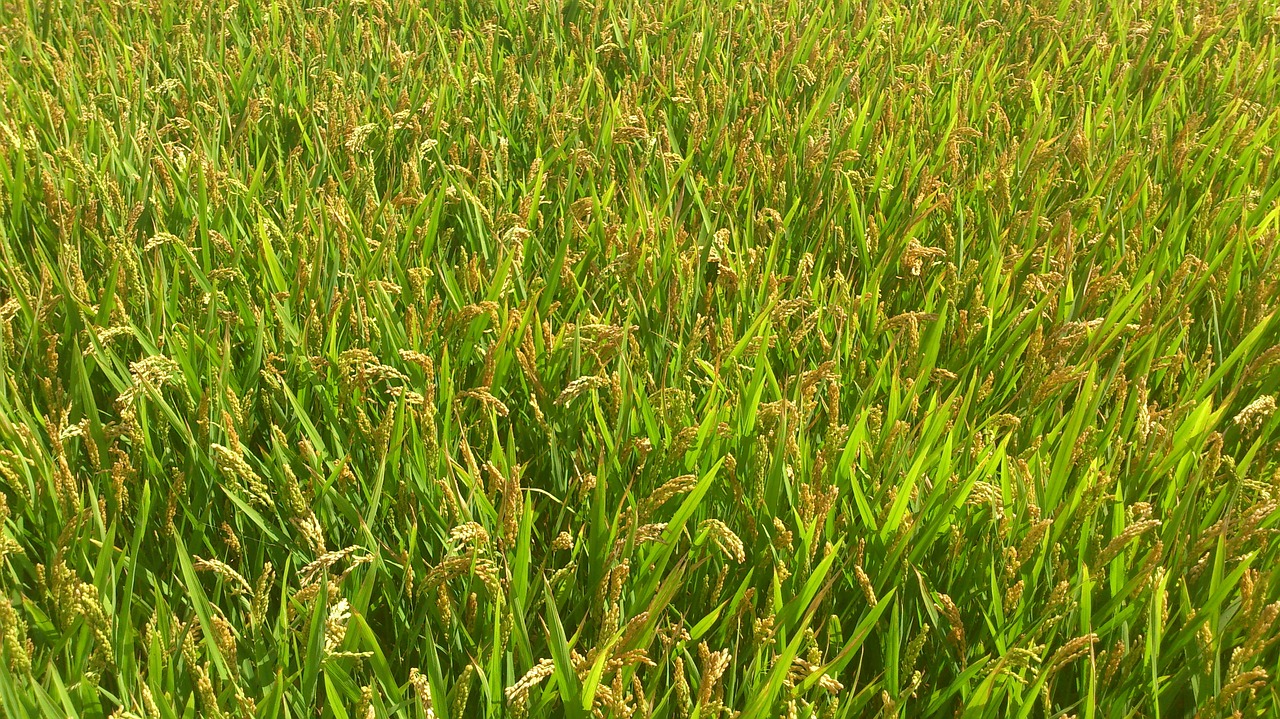 Kukurūzų Laukas, Ryžiai, Auginimas, Šuoliai, Žalias, Valensija, Nemokamos Nuotraukos,  Nemokama Licenzija
