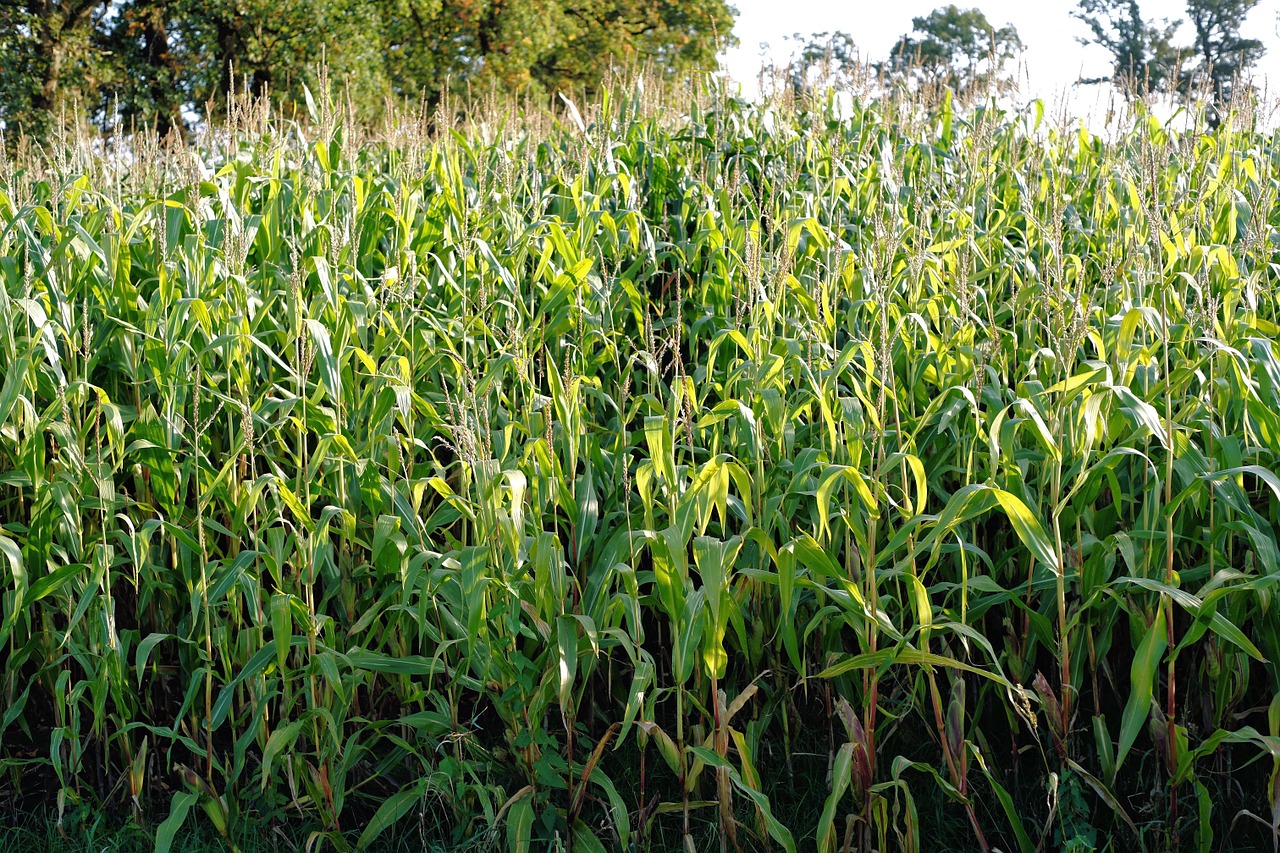 Kukurūzų Laukas, Kukurūzai, Laukas, Auginimas, Žemdirbystė, Derlius, Kukurūzų Augalai, Žalias, Maistas, Naminių Gyvūnėlių Maistas
