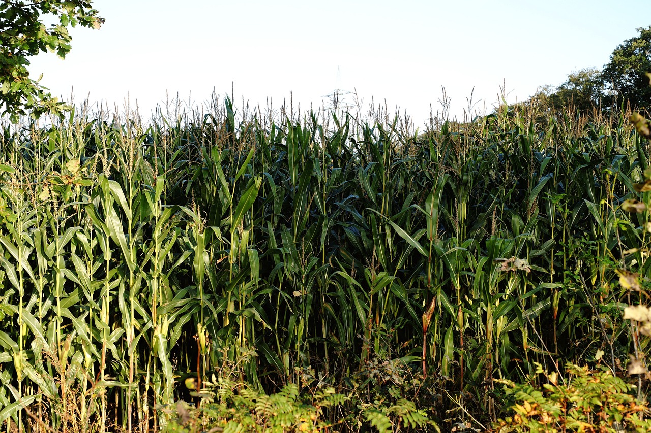 Kukurūzų Laukas, Kukurūzai, Laukas, Auginimas, Žemdirbystė, Derlius, Kukurūzų Augalai, Žalias, Maistas, Naminių Gyvūnėlių Maistas