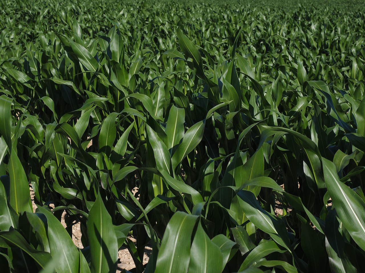 Kukurūzų Laukas, Kukurūzų Auginimas, Žemdirbystė, Kukurūzų Lapai, Kukurūzai, Žalias, Laukas, Pašariniai Kukurūzai, Grūdai, Maistas