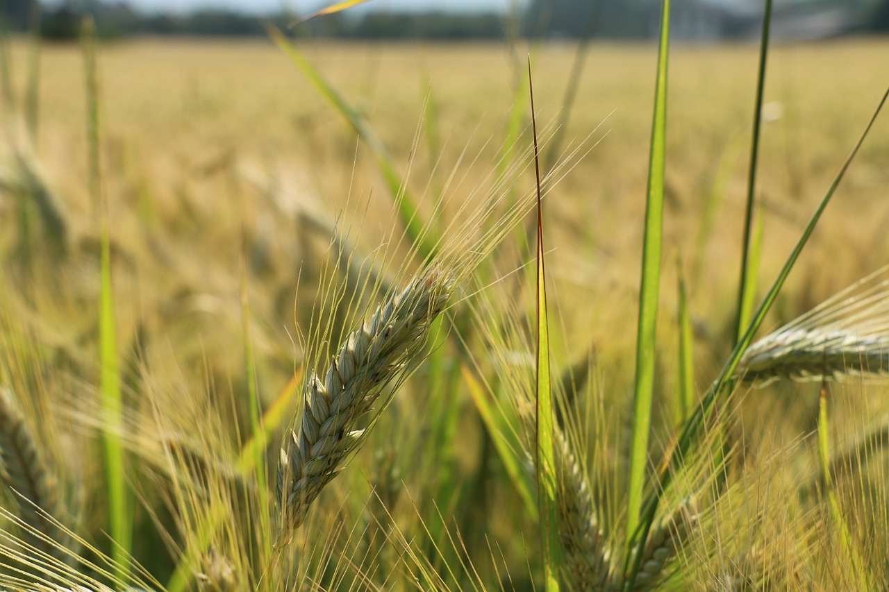 Kukurūzų Laukas,  Grūdai,  Grūdai,  Žemdirbystė,  Laukas,  Gamta, Nemokamos Nuotraukos,  Nemokama Licenzija